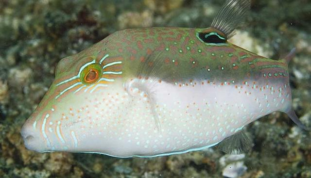  Canthigaster bennetti (Bennett’s Sharpnose Pufferfish)